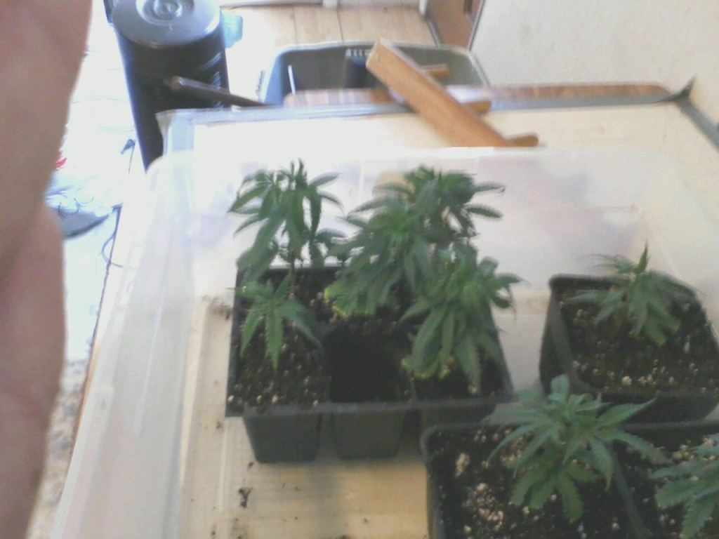 Sixpack clones