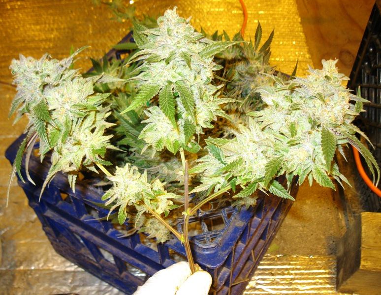 Sixstrings strain hunts 3