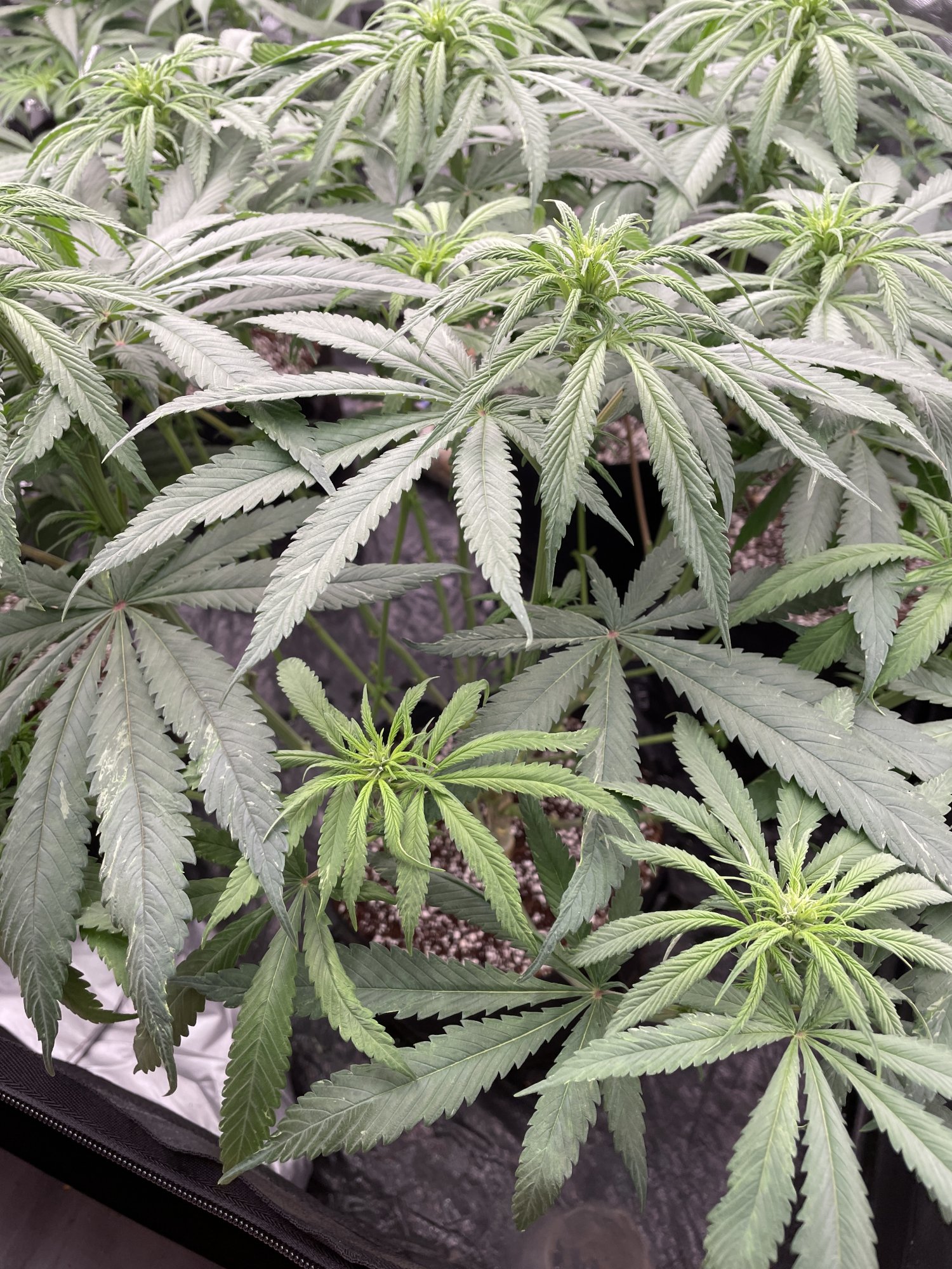 Skinny fan leaves and white marks need some advice 3