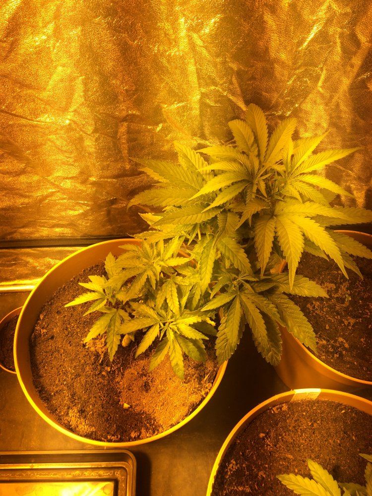 Skittelz from seed coco 600w hps 4