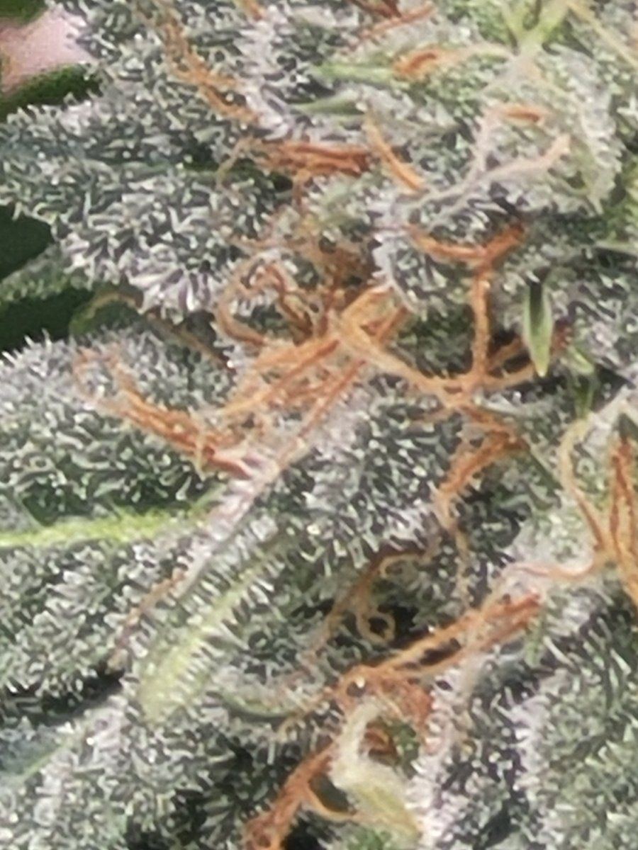 Skittlezits almost harvest time 5