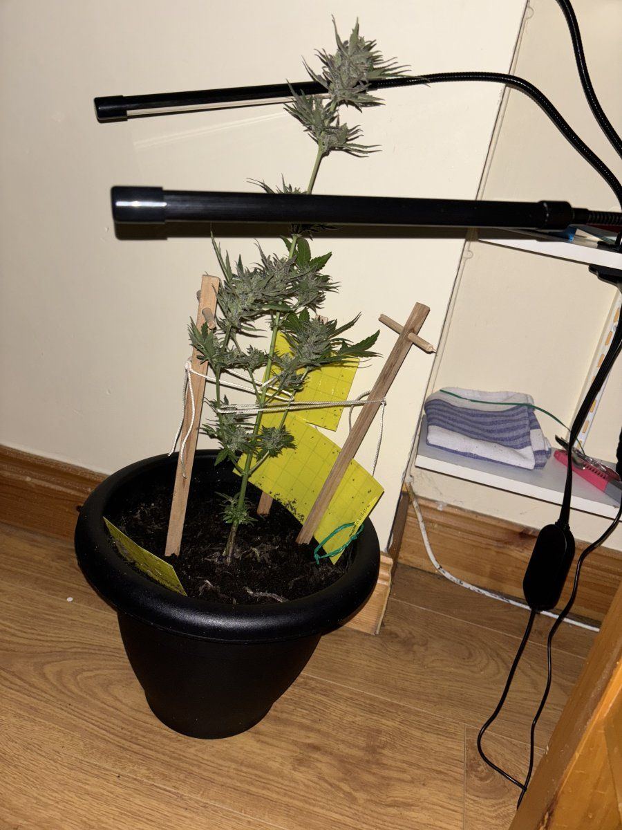 Skrillet growing 3