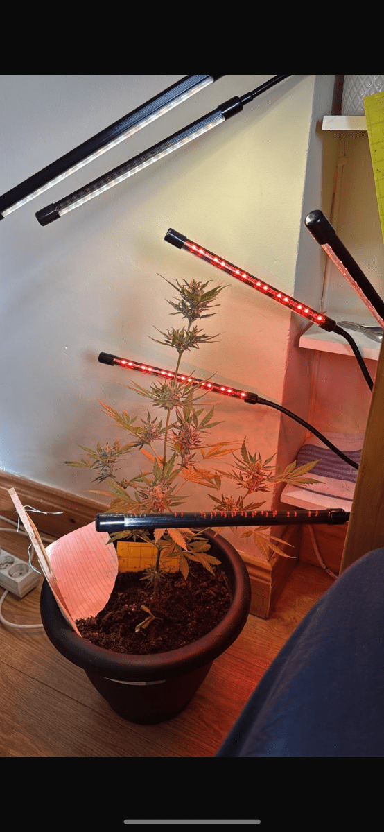 Skrillet growing 4