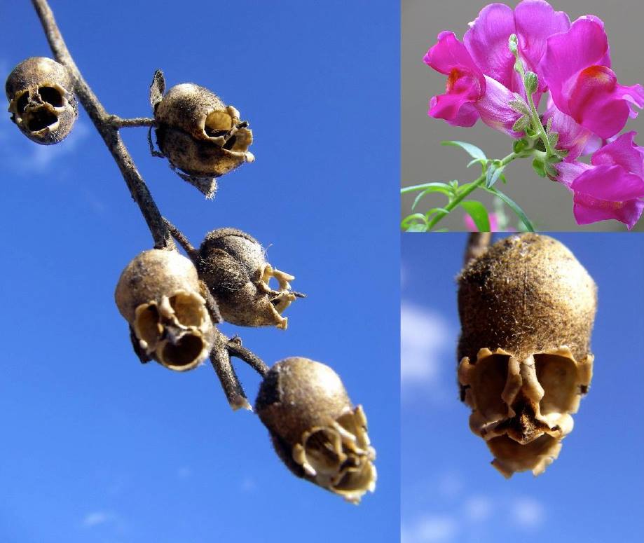 Skullseeds