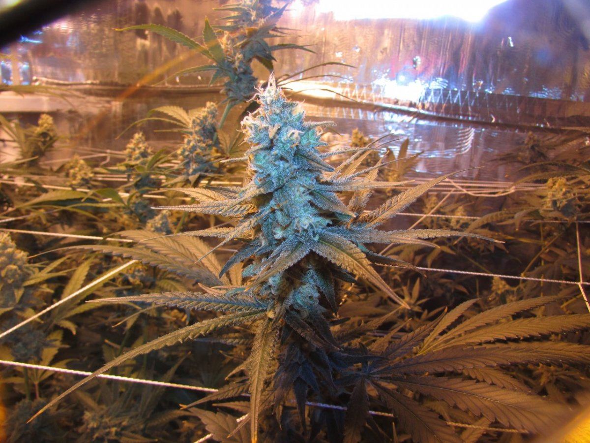 Skunk 003