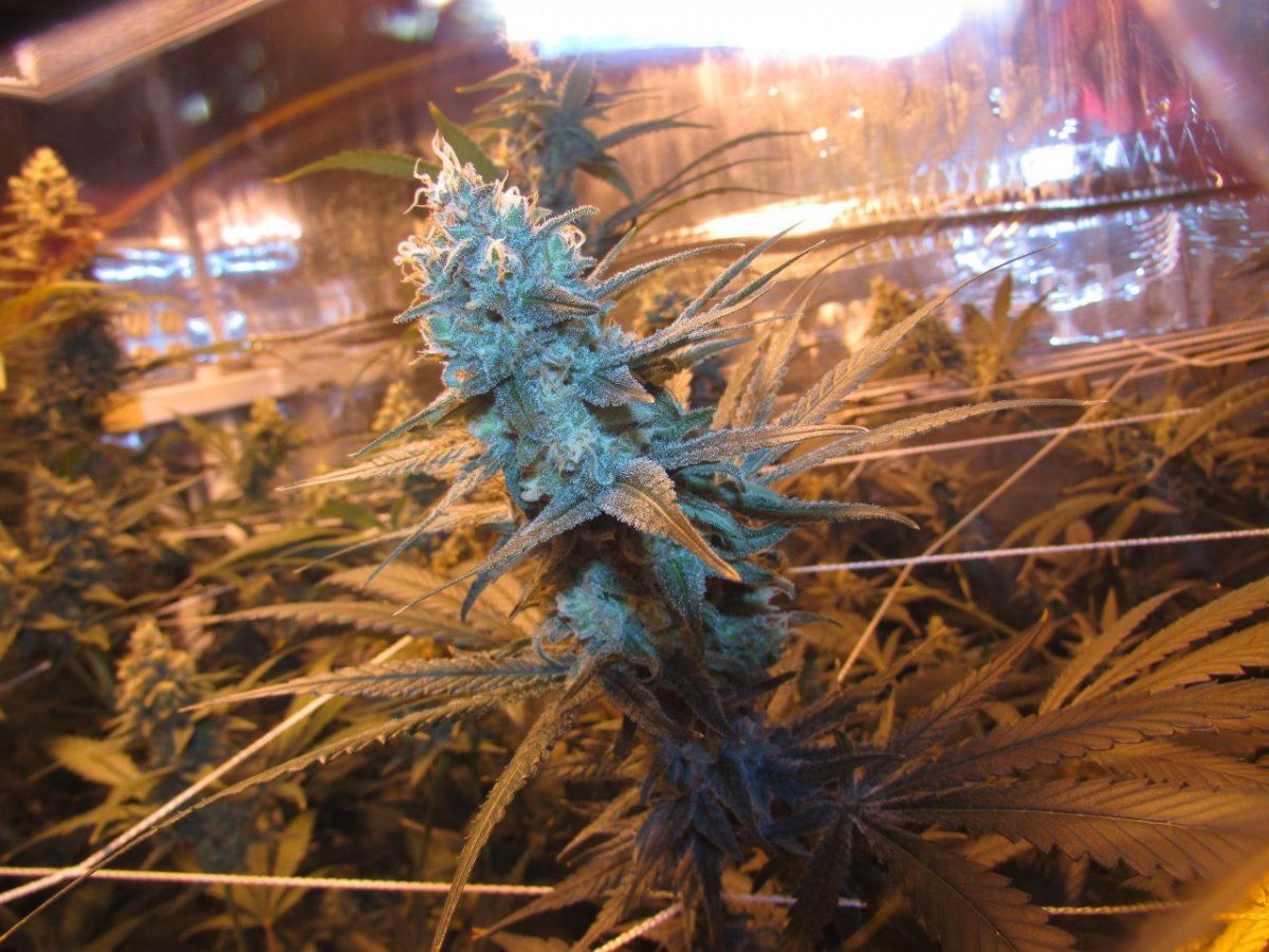 Skunk 004
