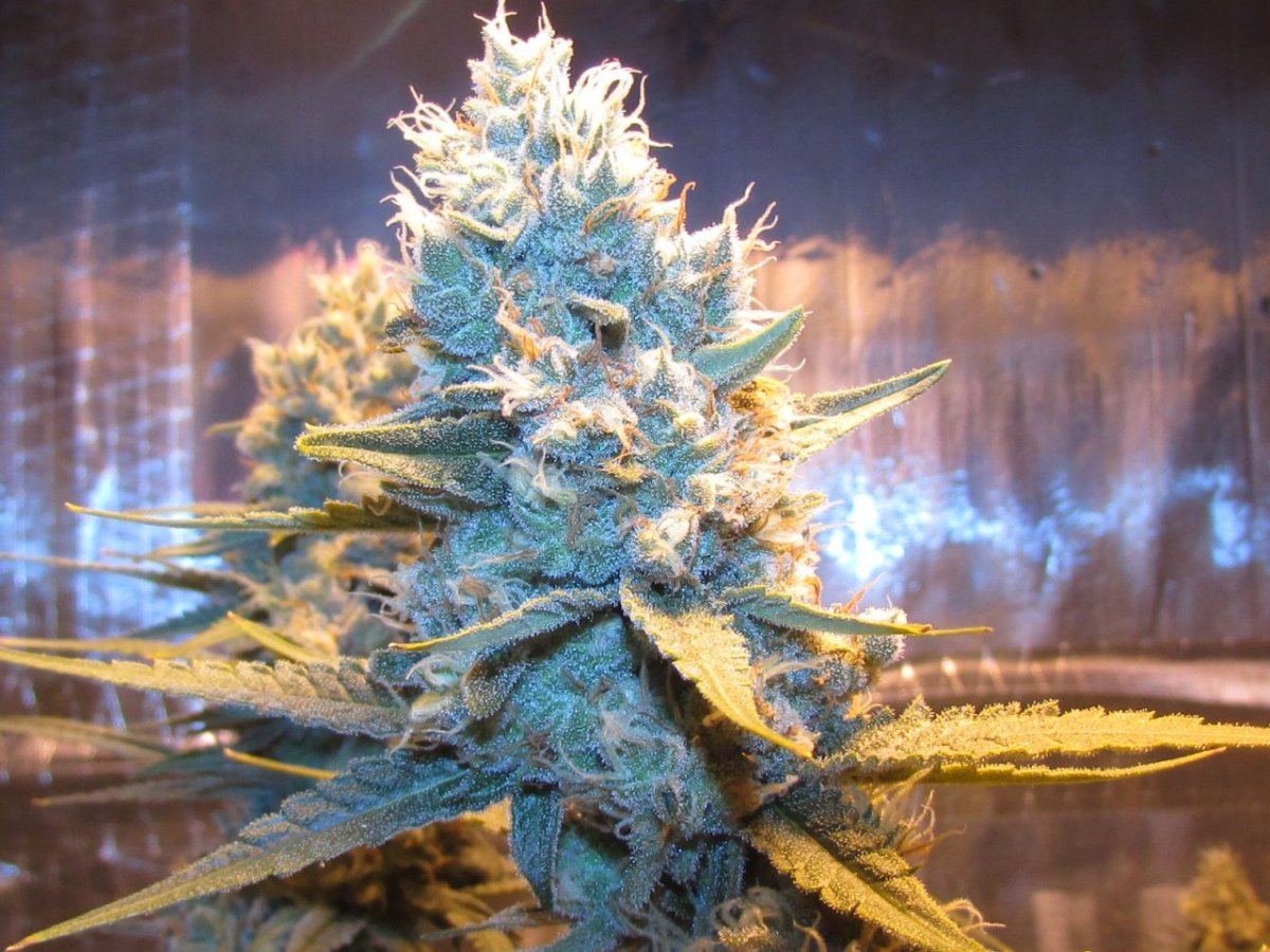 Skunk 009