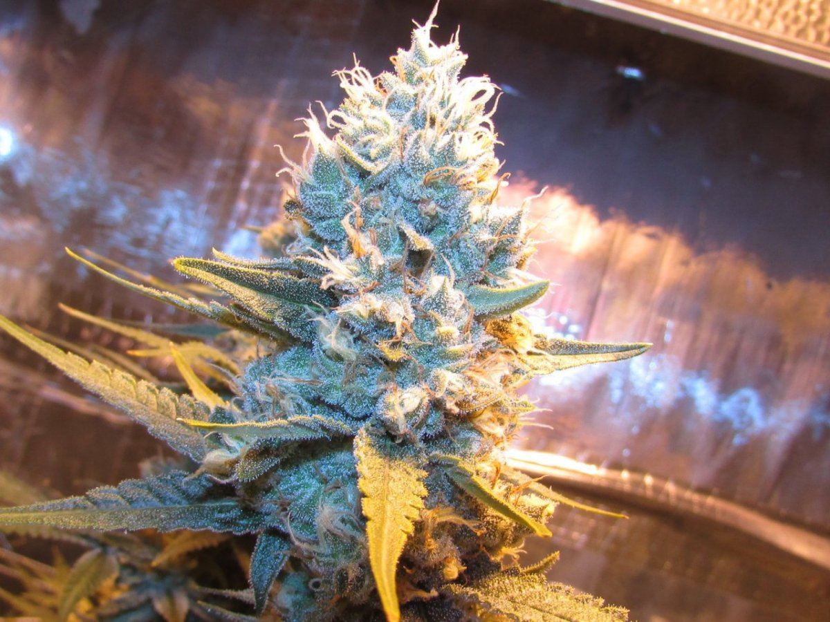 Skunk 011