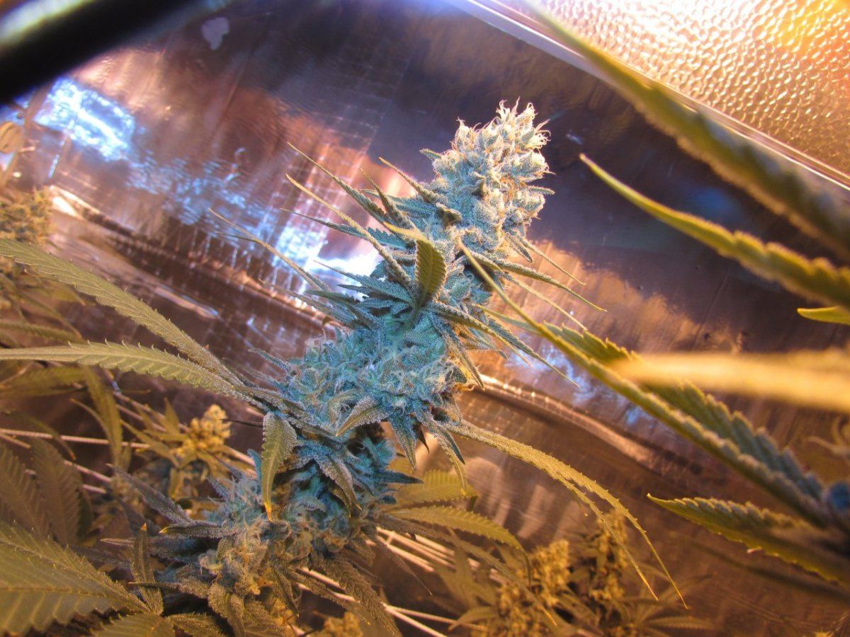 Skunk 013