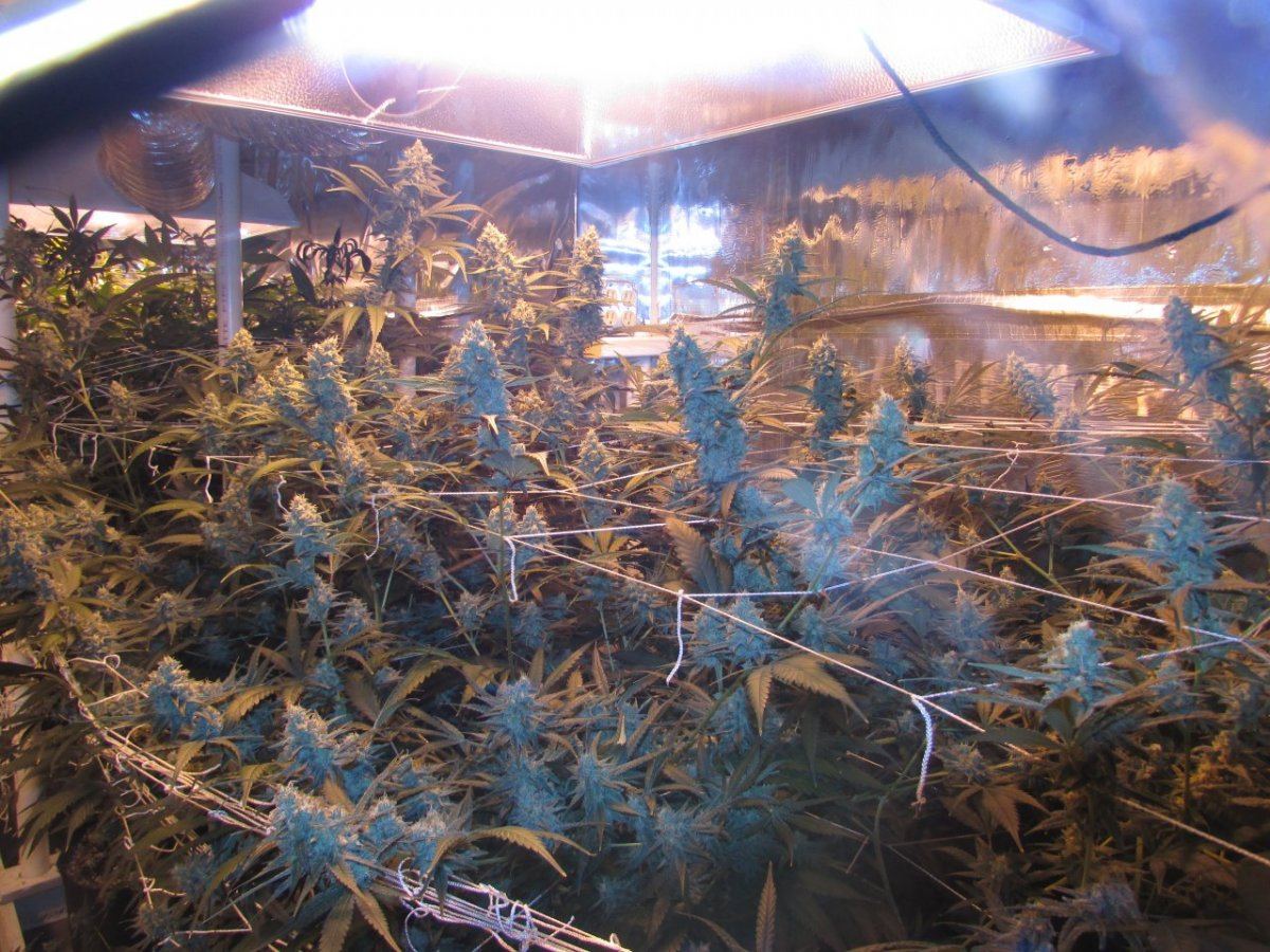 Skunk 015