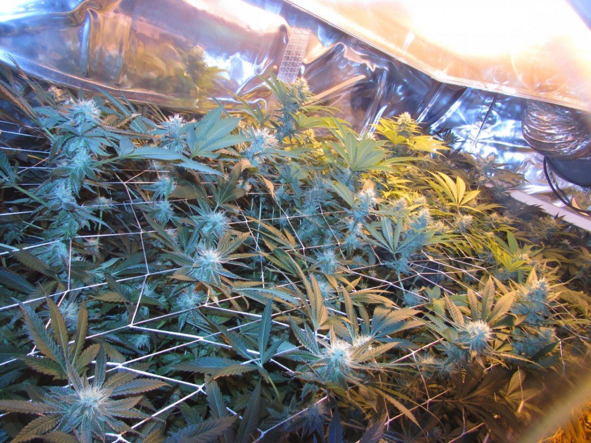 Skunk 021
