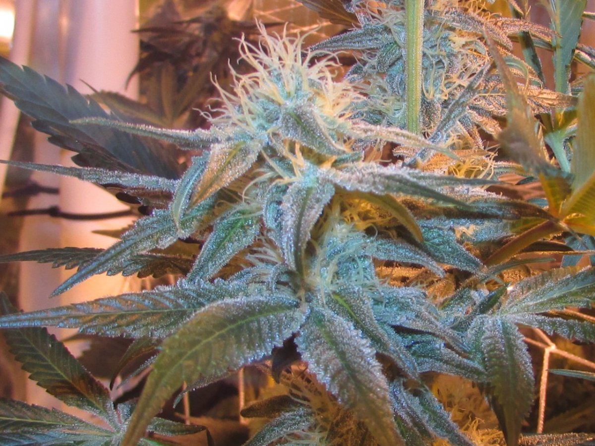 Skunk 031