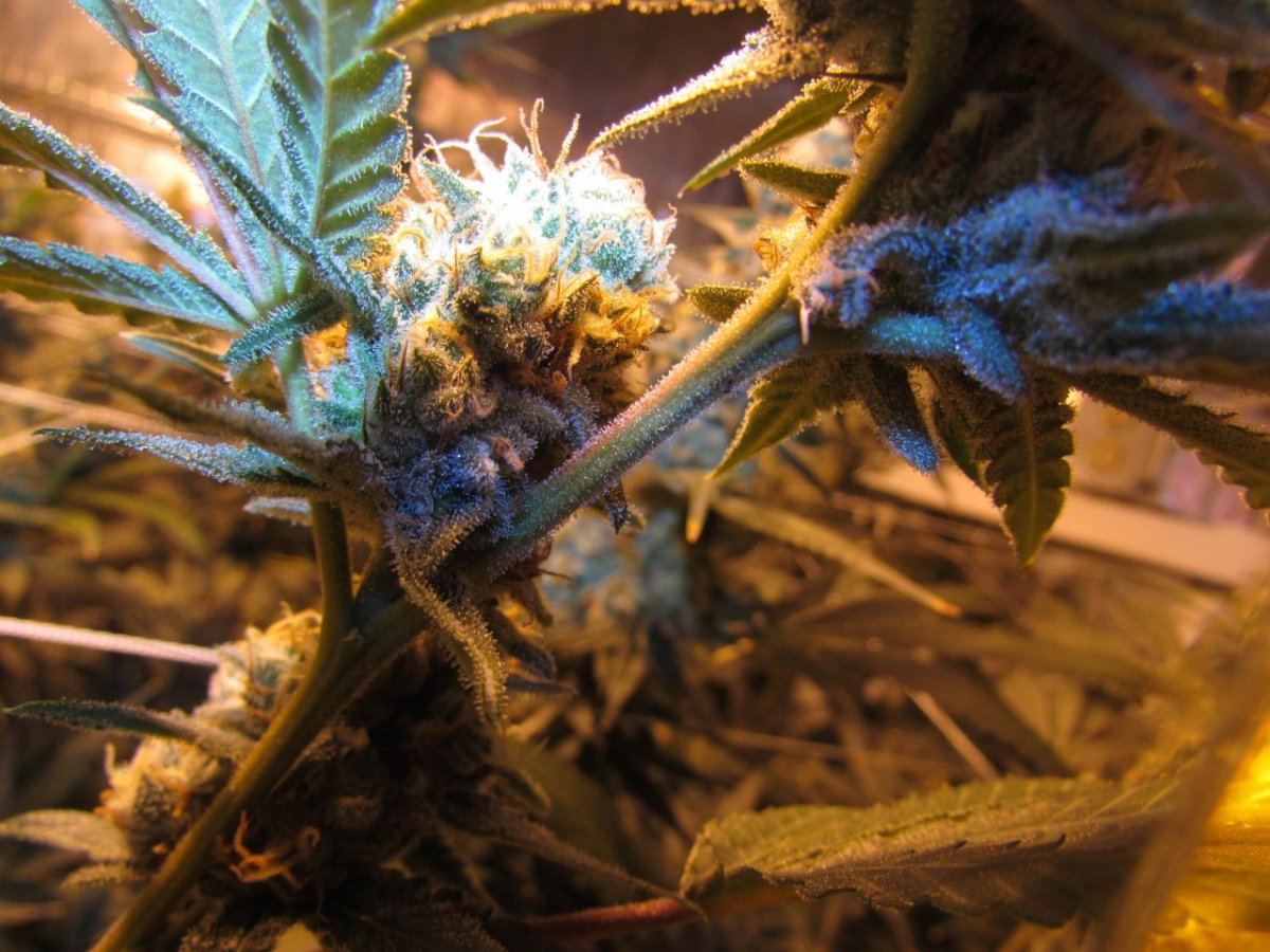 Skunk 037