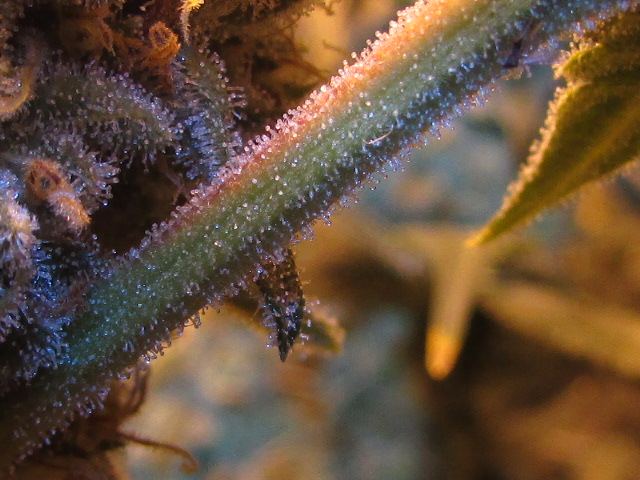 Skunk 038