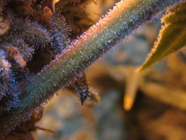 Skunk 038