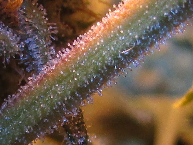 Skunk 039
