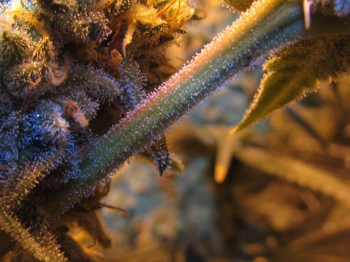 Skunk 040