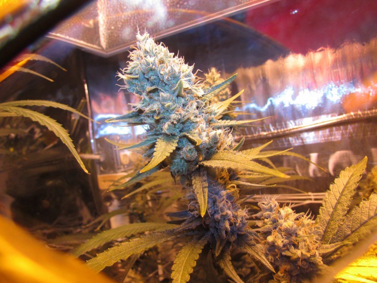 Skunk 045