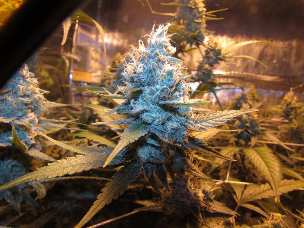 Skunk 050