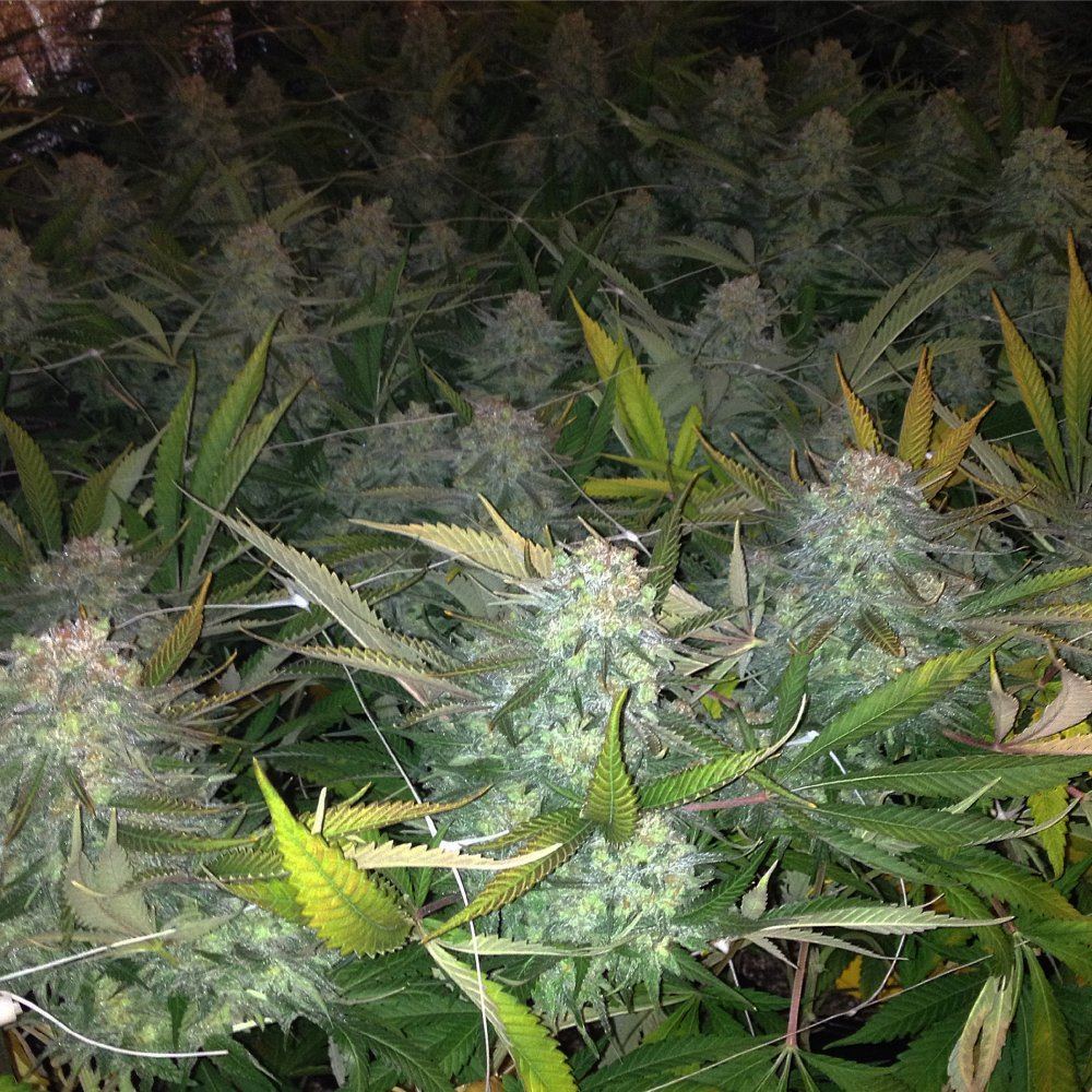 Skunk 1 10
