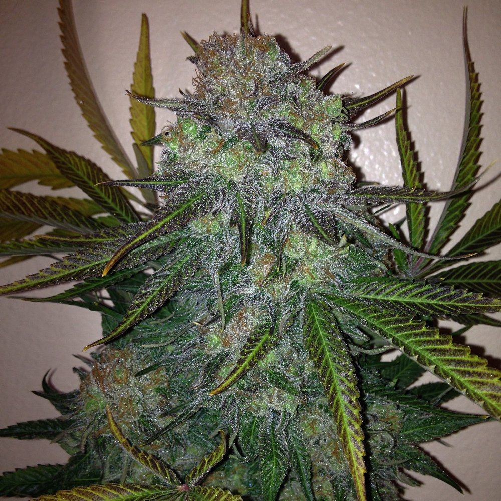 Skunk 1 11