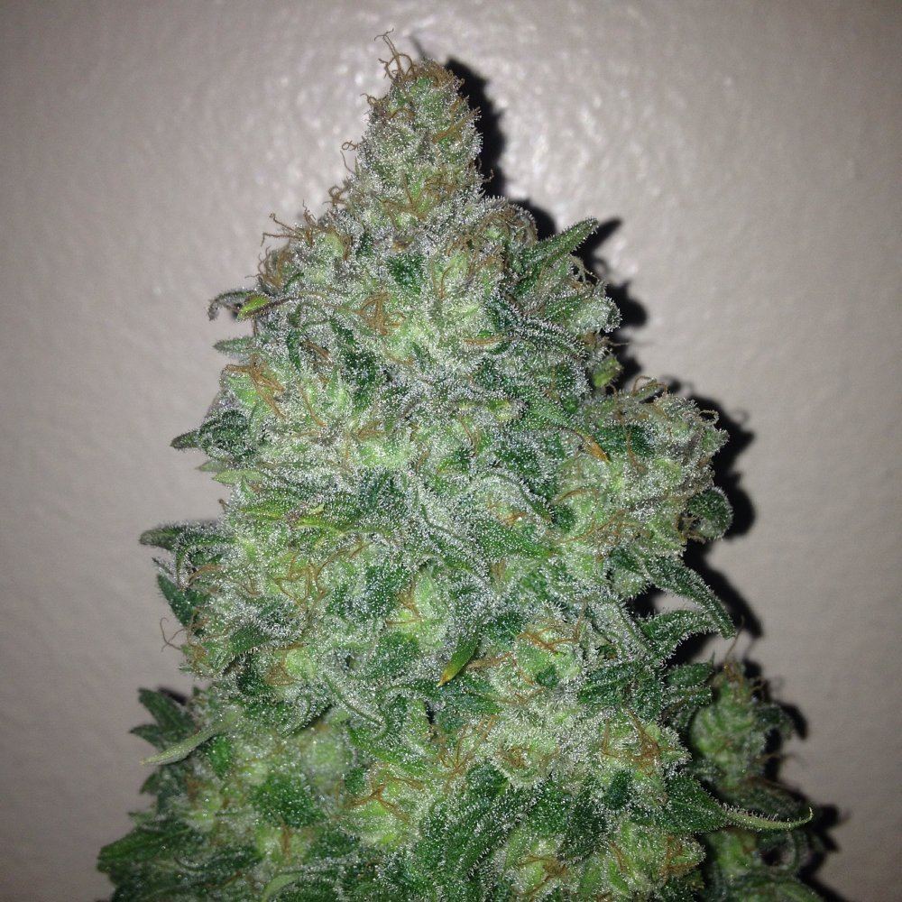 Skunk 1 12