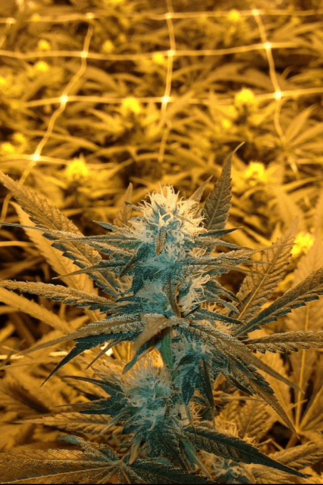 Skunk 1 3