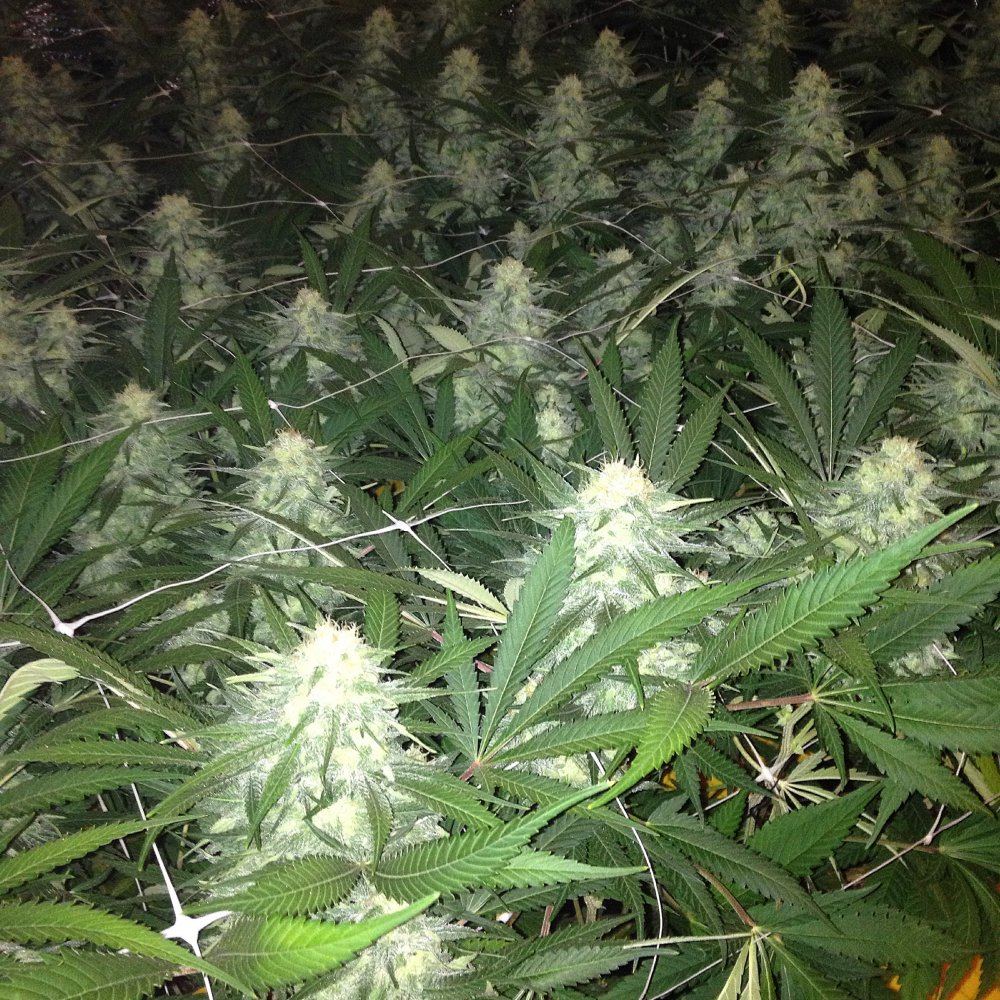 Skunk 1 4