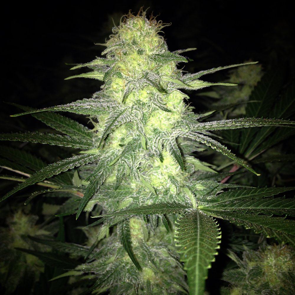 Skunk 1 5