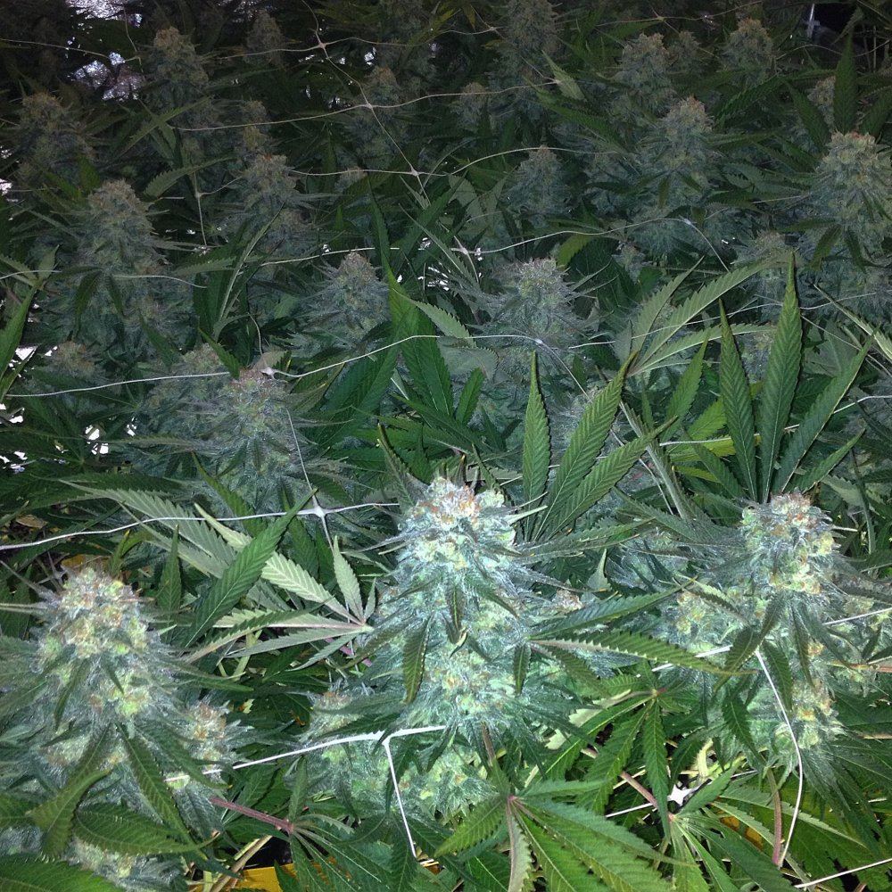 Skunk 1 6