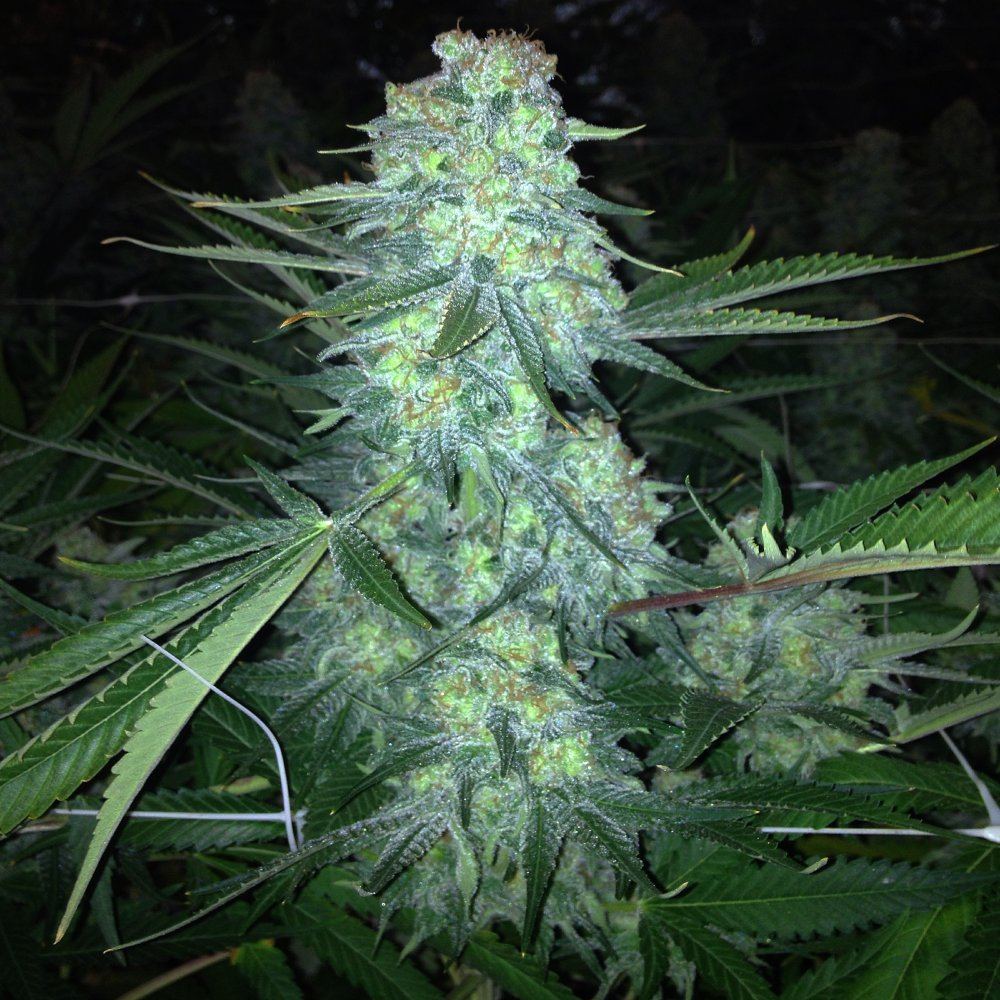 Skunk 1 7