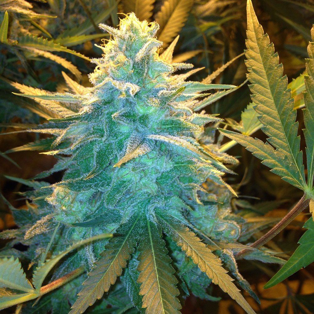 Skunk 1 8