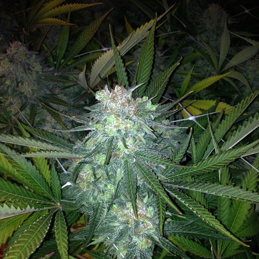 Skunk 1 9