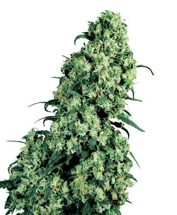 Skunk 1