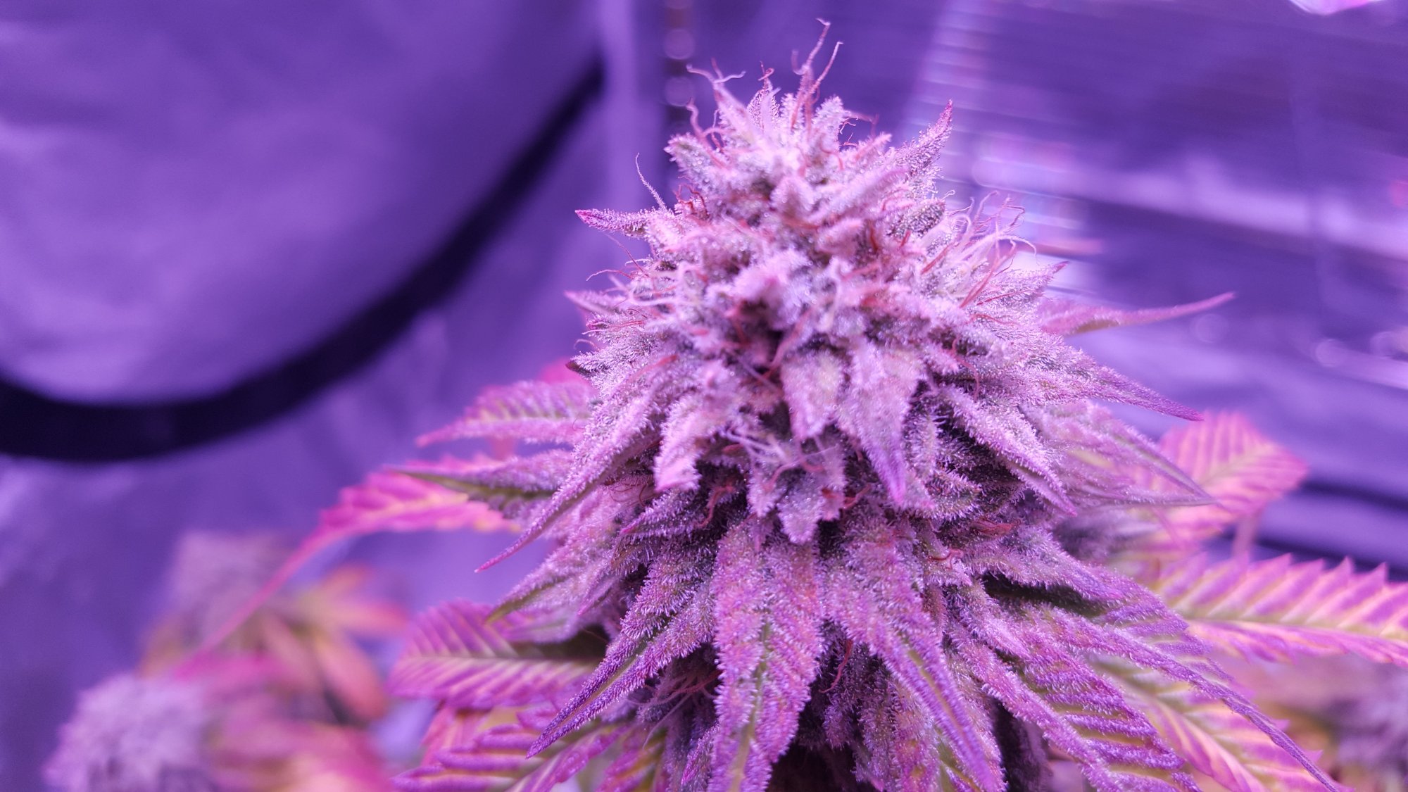Skunk closeup