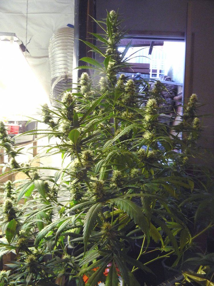Skunk