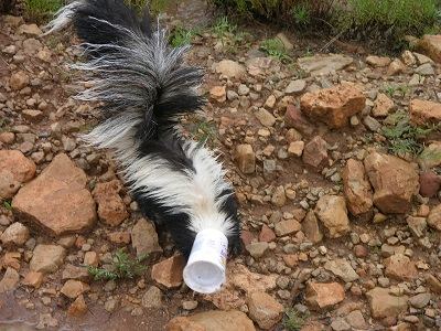 Skunk