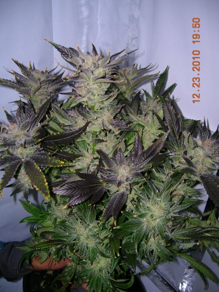 Skunk1
