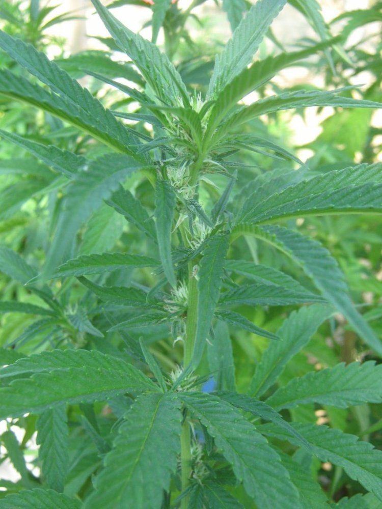 Skunk73