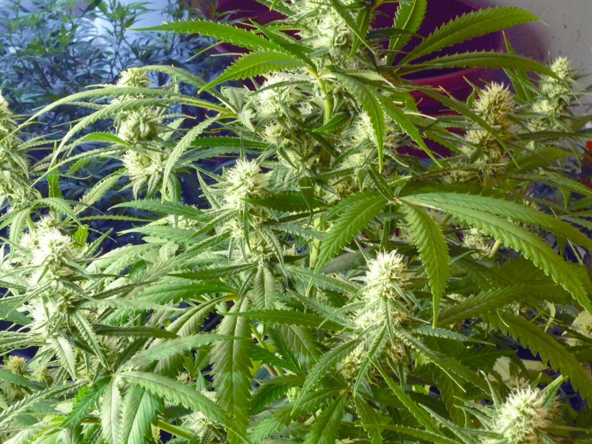 Skunk 2