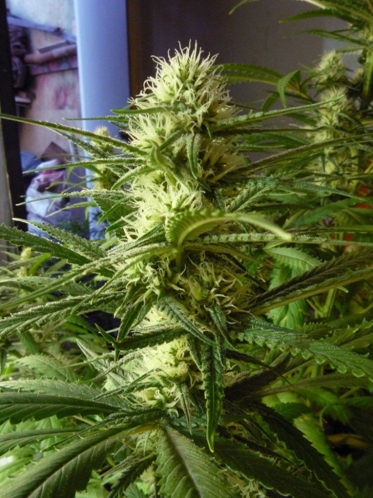 Skunk 3