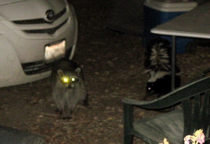 Skunkandracoon
