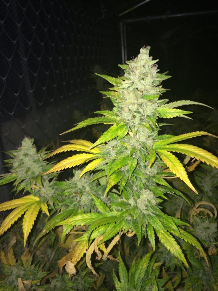 Skunkdawg062214day62a