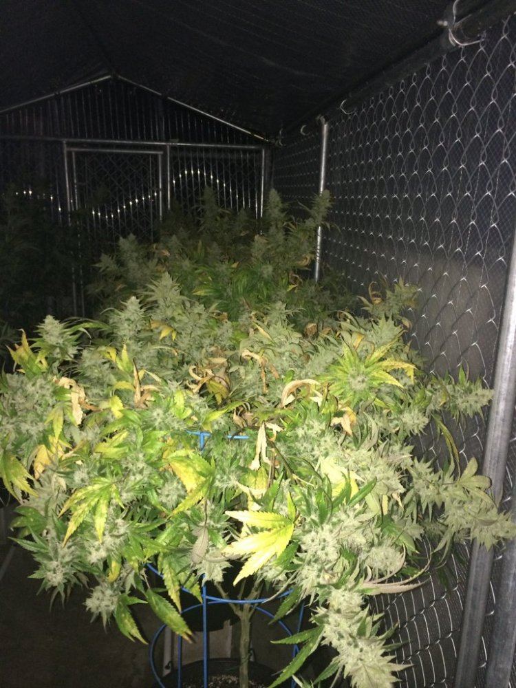 Skunkdawg062214day62d