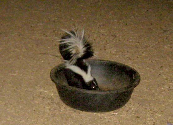 Skunkkitty