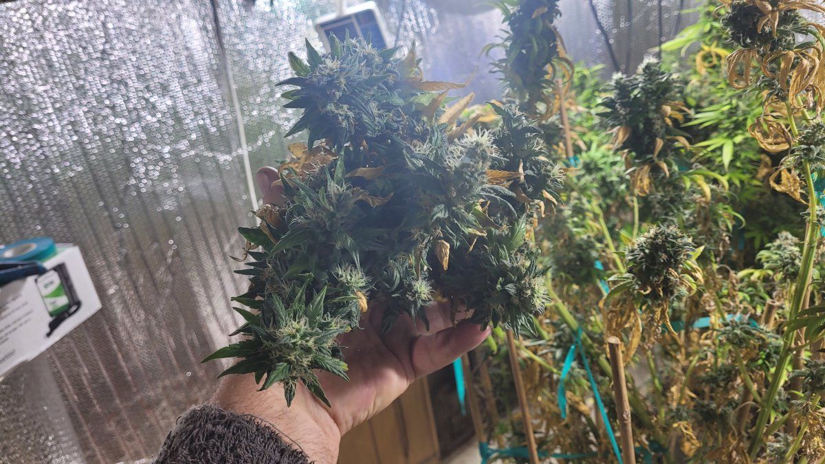 Skunky Fruit