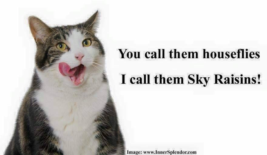 Sky Raisins