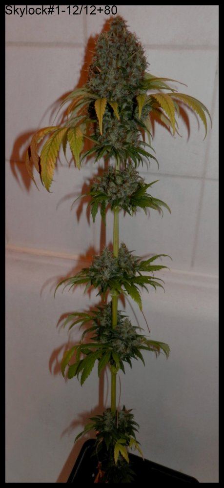 Skylock1 80days   1