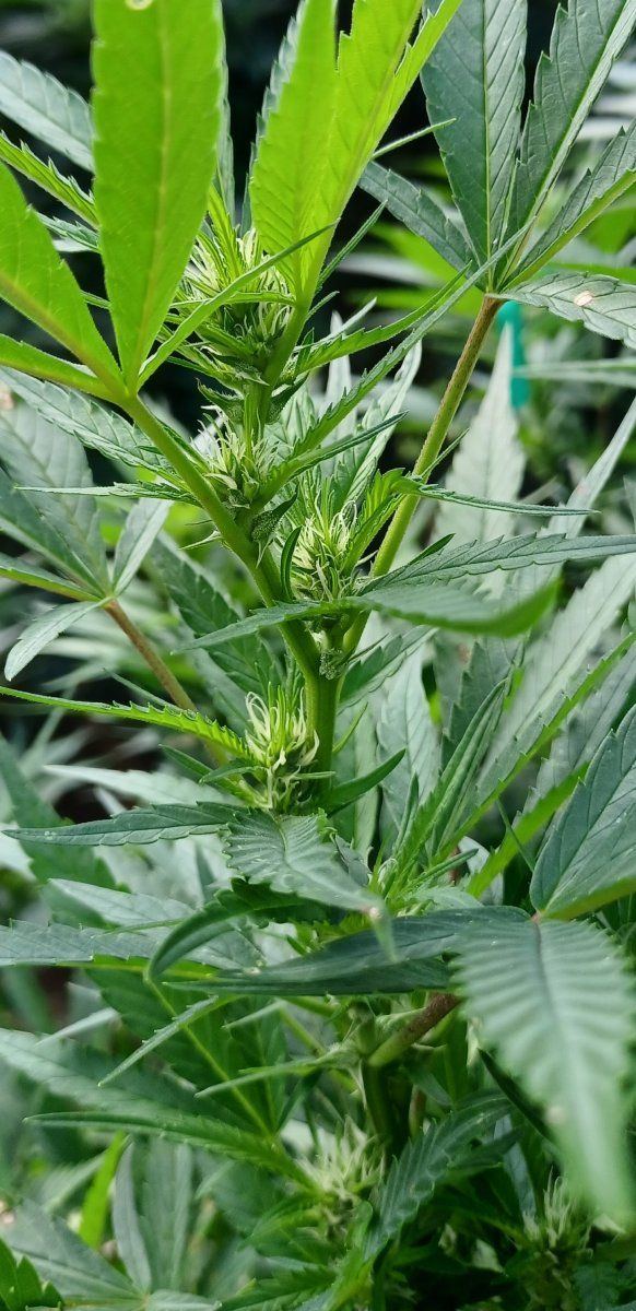Skystone bud