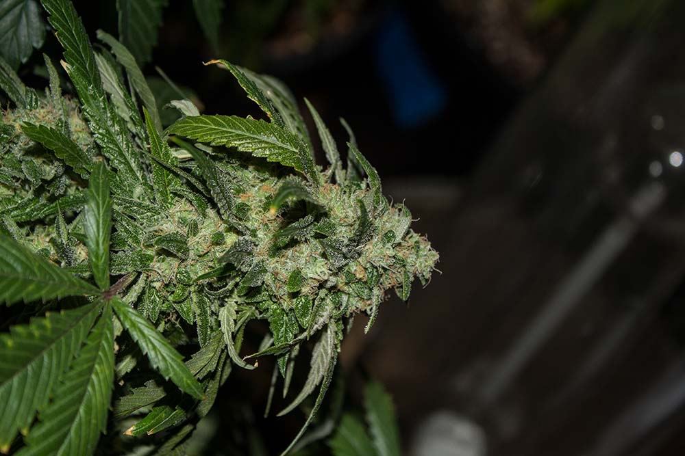 Skywalker 7 weeks 1 private